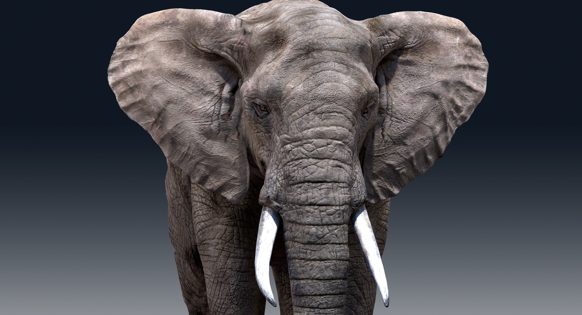 elephant nose 3D model https://p.turbosquid.com/ts-thumb/ms/HibDHl/wYkR71hE/91611/jpg/1511804947/1920x1080/fit_q87/c341503d6e227e57cdffb23c817955ada4034624/91611.jpg