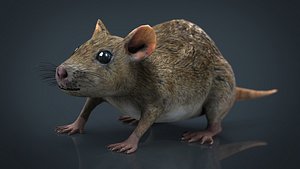 3D realistic rat model