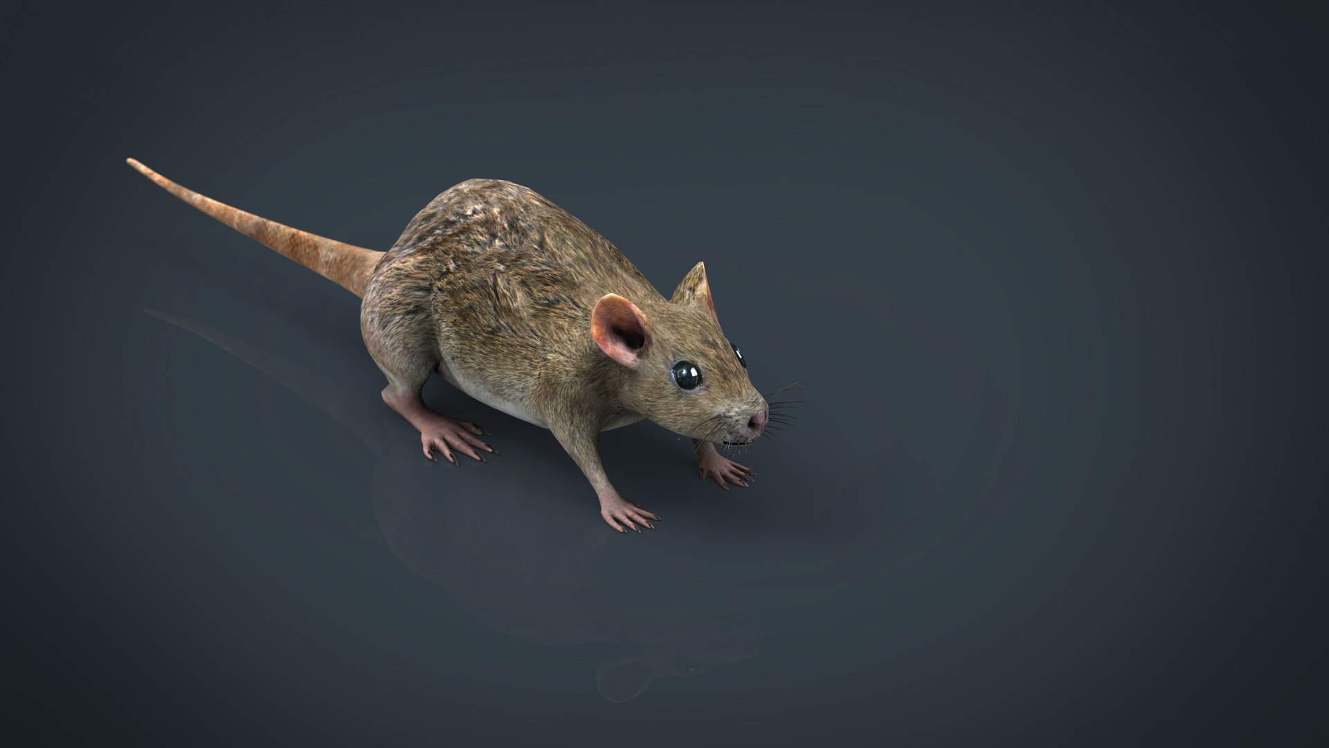 3D Realistic Rat Model - TurboSquid 1301671