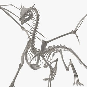 Dragon Skeleton