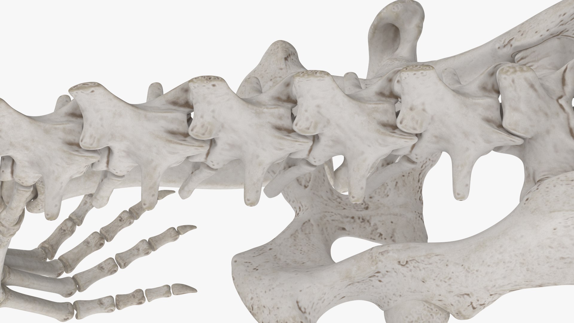 3D Dragon Skeleton https://p.turbosquid.com/ts-thumb/ms/fiuX9R/Wl/dragon_skeleton_017/jpg/1741039649/1920x1080/fit_q87/03f9b0720389ac23d25d5c8fdf51c269156591bb/dragon_skeleton_017.jpg