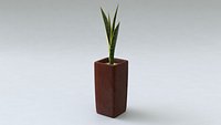 Dracaena trifasciata