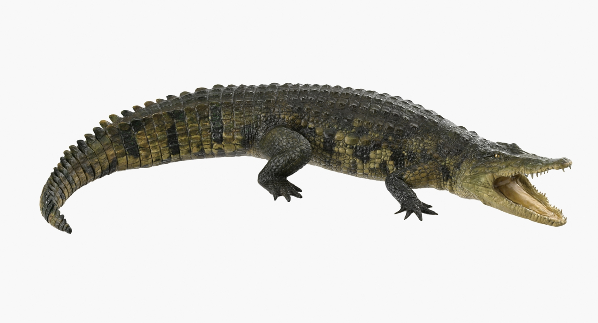 crocodile attacks pose 2 3d model https://p.turbosquid.com/ts-thumb/mt/36zUL6/3a0Jfox8/crocodile_attacks_pose_2_360/jpg/1486968642/1920x1080/turn_fit_q99/86e16ca281853e1049acfc4708eb7a8863f7fb92/crocodile_attacks_pose_2_360-1.jpg