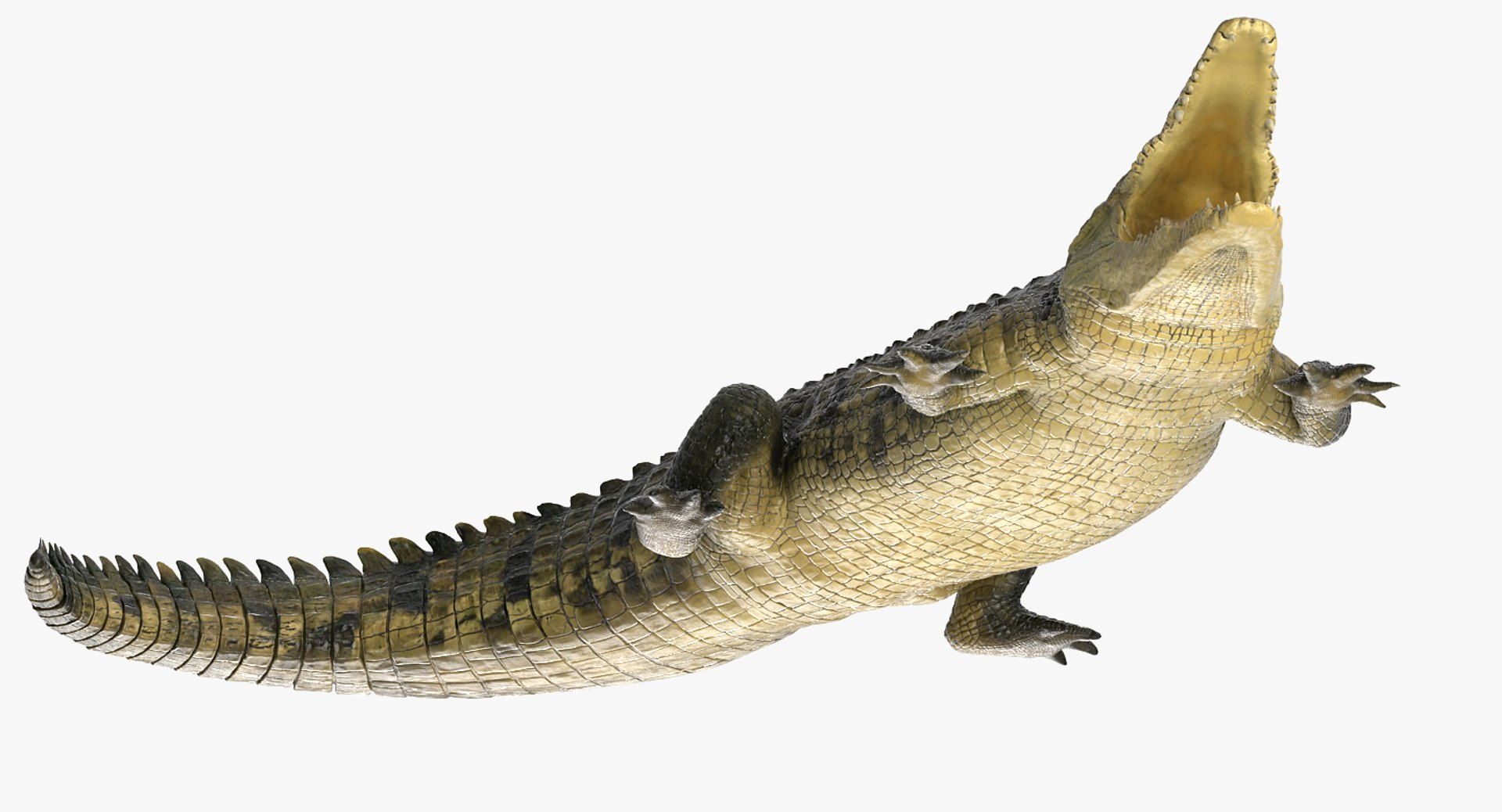 crocodile attacks pose 2 3d model https://p.turbosquid.com/ts-thumb/mt/36zUL6/C4onnMLp/crocodileattackspose2mb3dmodel007/jpg/1486968625/1920x1080/fit_q87/4311662f0ac153b7c09bca378e0b3462428ab54d/crocodileattackspose2mb3dmodel007.jpg