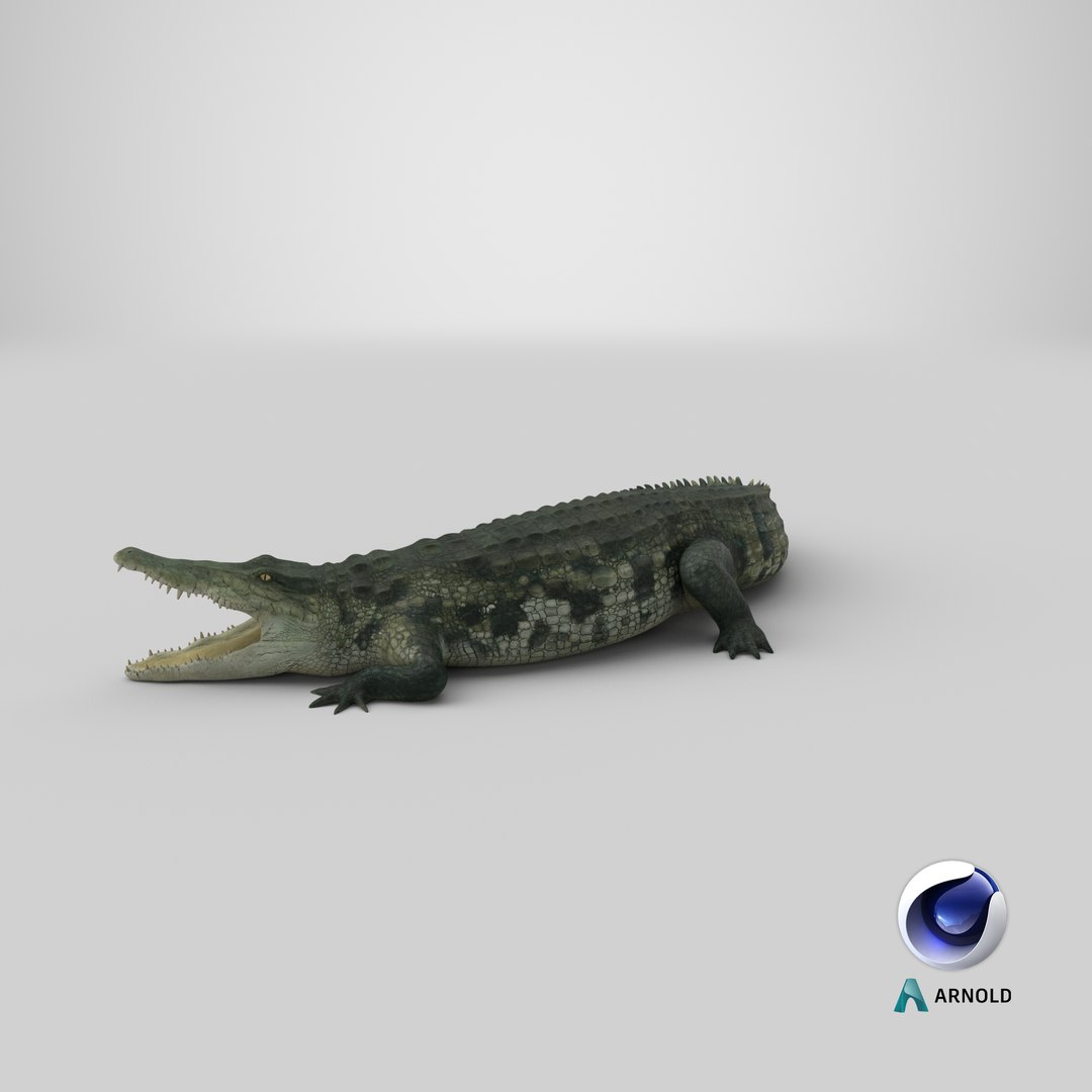 crocodile attacks pose 2 3d model https://p.turbosquid.com/ts-thumb/mt/36zUL6/IrOz93io/stemcell_cinema_4d_arnold_render/png/1592450982/1920x1080/fit_q87/51042f7d34bfb60f2a98f837957a4228af8c2d64/stemcell_cinema_4d_arnold_render.jpg