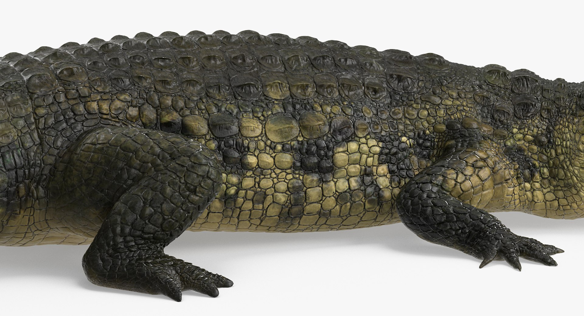 crocodile attacks pose 2 3d model https://p.turbosquid.com/ts-thumb/mt/36zUL6/J9C2JvRd/crocodileattackspose2mb3dmodel006/jpg/1486968625/1920x1080/fit_q87/7848b249486bb9b2fcedfad0da0a9b36f2f005e6/crocodileattackspose2mb3dmodel006.jpg