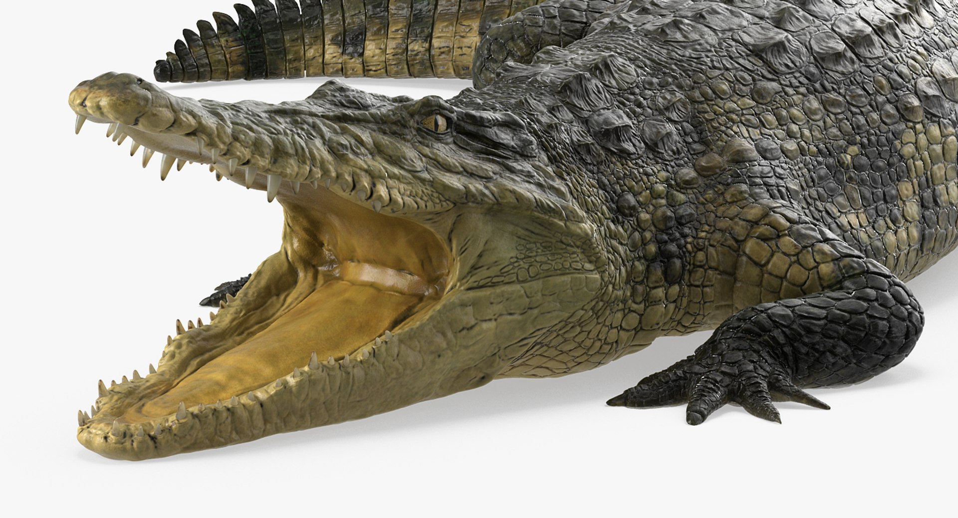 crocodile attacks pose 2 3d model https://p.turbosquid.com/ts-thumb/mt/36zUL6/RSlHCCAa/crocodileattackspose2mb3dmodel002/jpg/1486968625/1920x1080/fit_q87/6d5dcad3cb630b59e5f7a6a02ff077529b0e6440/crocodileattackspose2mb3dmodel002.jpg