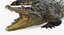 Crocodile Attacks Pose 2