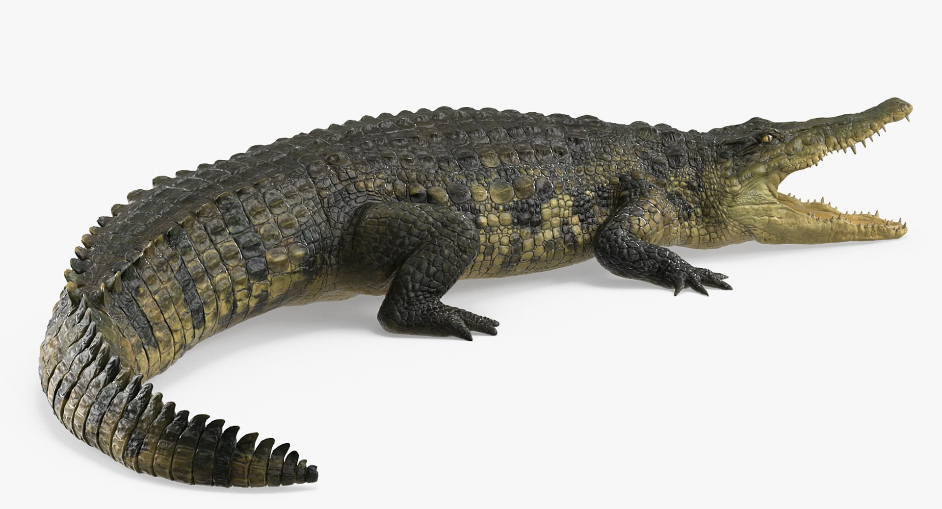 crocodile attacks pose 2 3d model https://p.turbosquid.com/ts-thumb/mt/36zUL6/SVIWTonV/crocodileattackspose2mb3dmodel005/jpg/1486968625/1920x1080/fit_q87/a9ad4ebc1e2404235eba8bd3a5e178bcc09db8e8/crocodileattackspose2mb3dmodel005.jpg