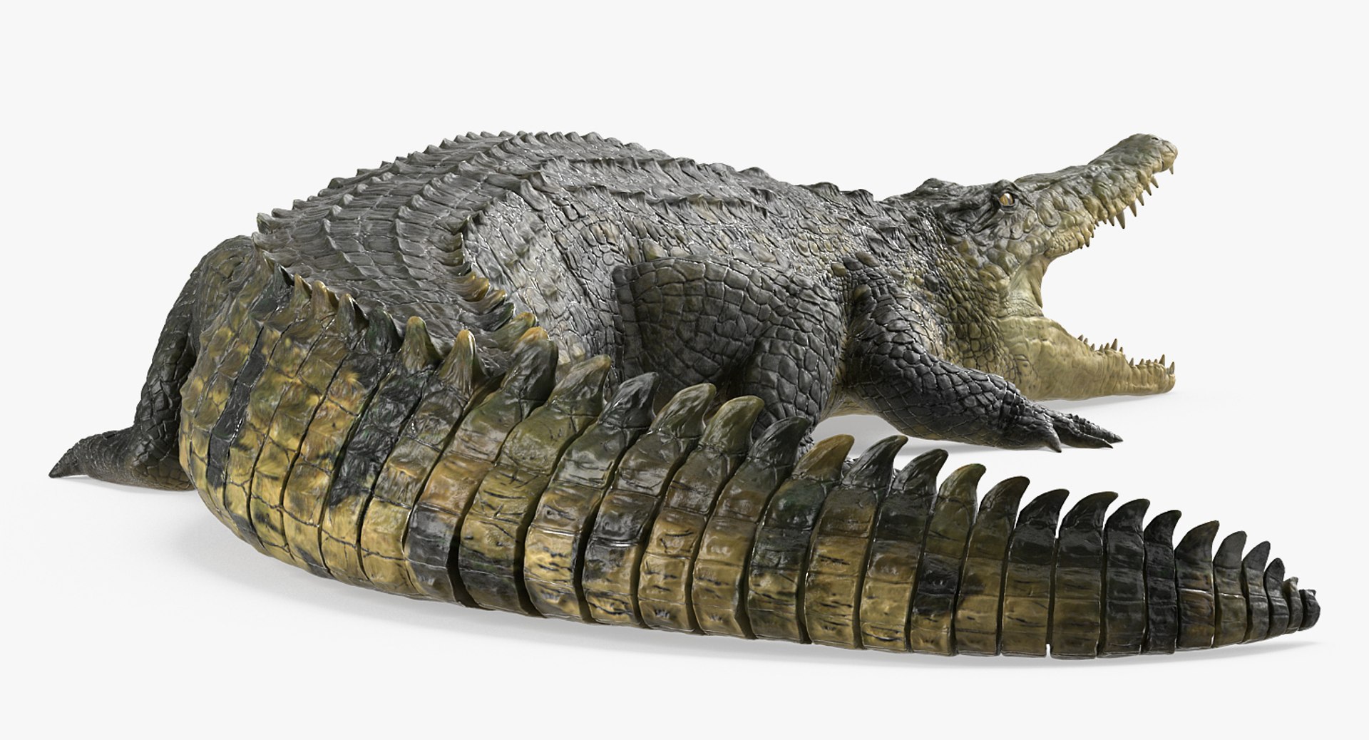 crocodile attacks pose 2 3d model https://p.turbosquid.com/ts-thumb/mt/36zUL6/cB0mIbwI/crocodileattackspose2mb3dmodel004/jpg/1486968625/1920x1080/fit_q87/80e23c69e84b478ee30bc3a01be6511c4f125f78/crocodileattackspose2mb3dmodel004.jpg