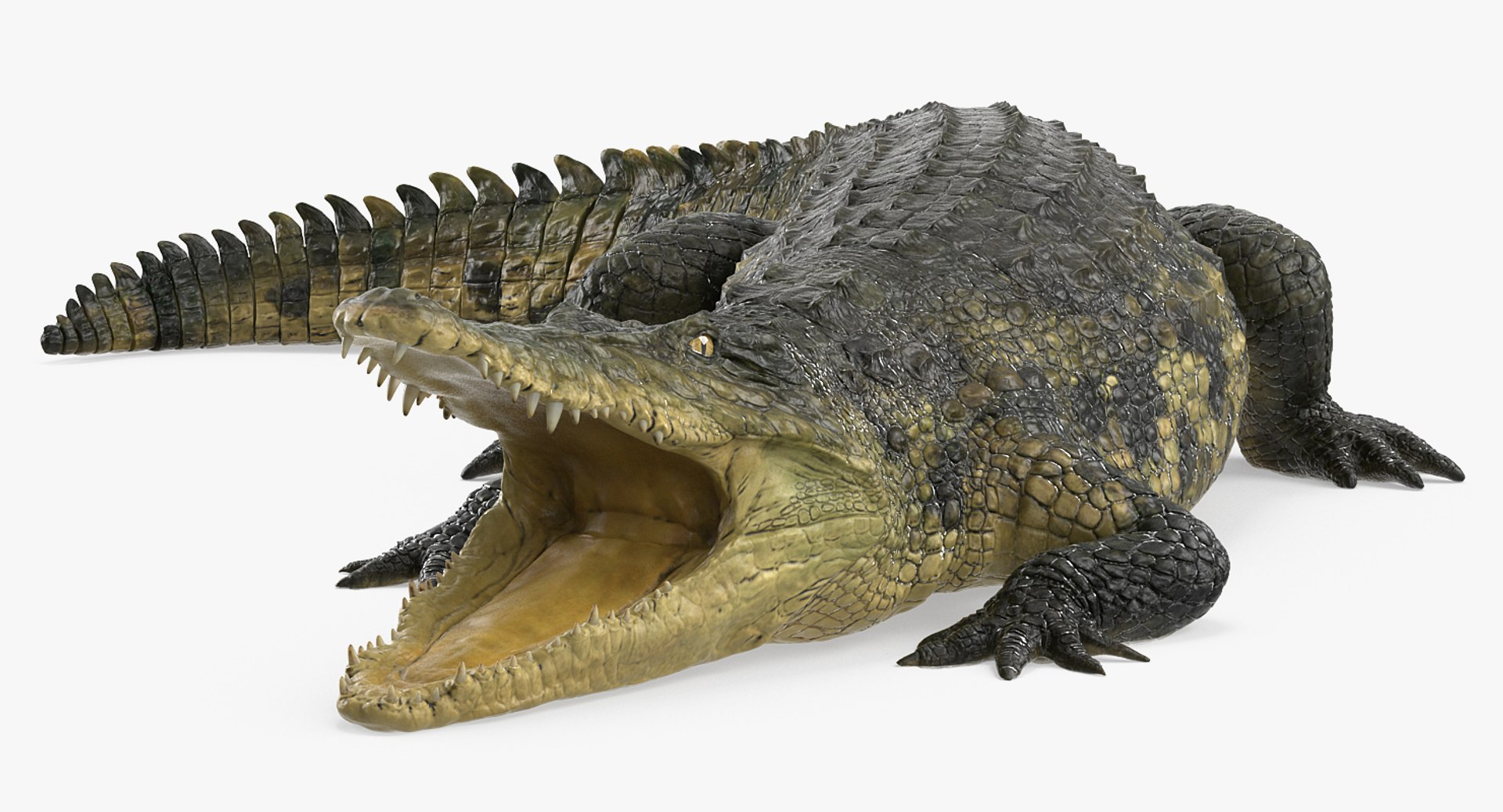 crocodile attacks pose 2 3d model https://p.turbosquid.com/ts-thumb/mt/36zUL6/yKMwLMIV/crocodileattackspose2mb3dmodel003/jpg/1486968625/1920x1080/fit_q87/5f1cfa59a3d35151b025f911e134cecfb3fa94de/crocodileattackspose2mb3dmodel003.jpg