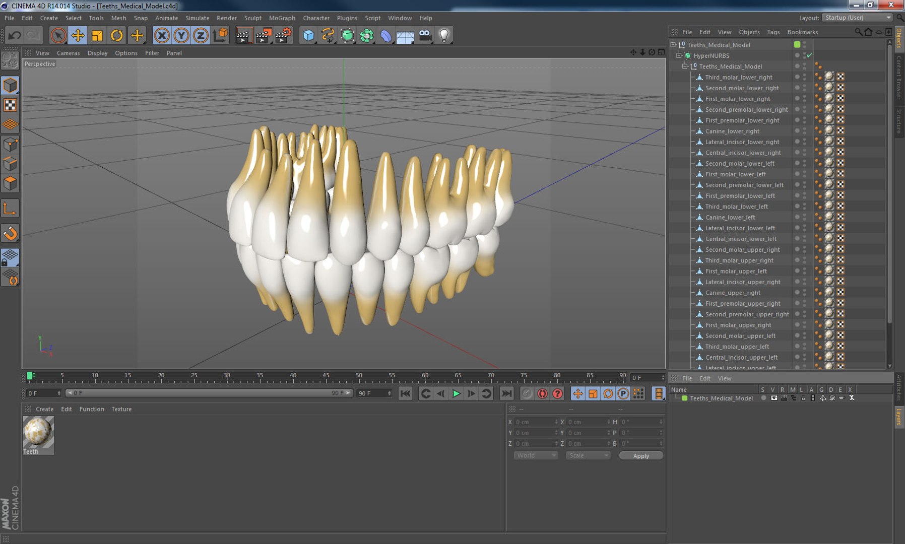 3D teeths medical modeled model - TurboSquid 1289759