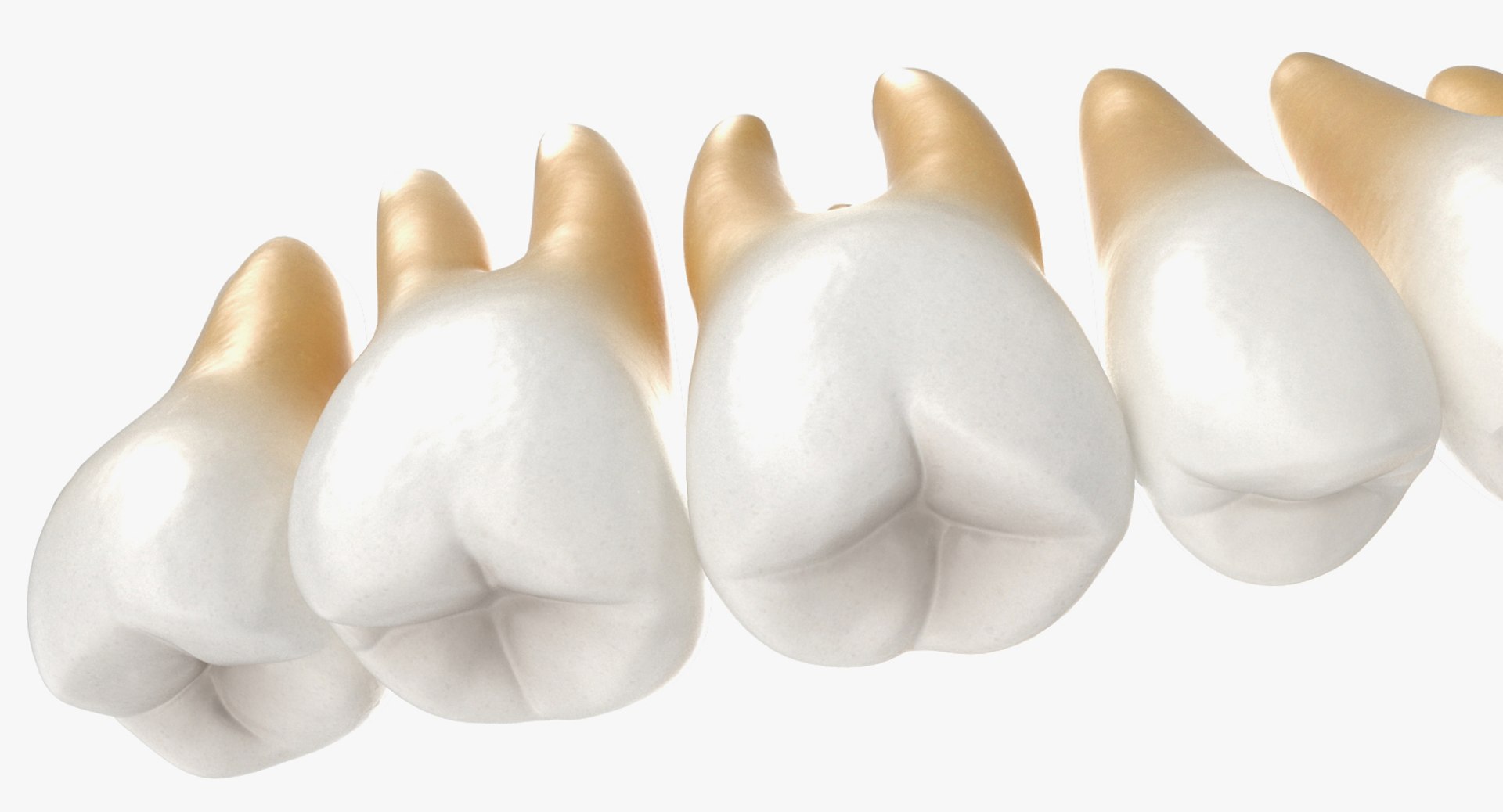 3D teeths medical modeled model https://p.turbosquid.com/ts-thumb/mt/5JAGry/3sXBLGhQ/teethsmedicalmodelmb3dmodel010/jpg/1527001743/1920x1080/fit_q87/47dba2f5d0ae2e2f33610bc69ba336bf4cd6e2db/teethsmedicalmodelmb3dmodel010.jpg