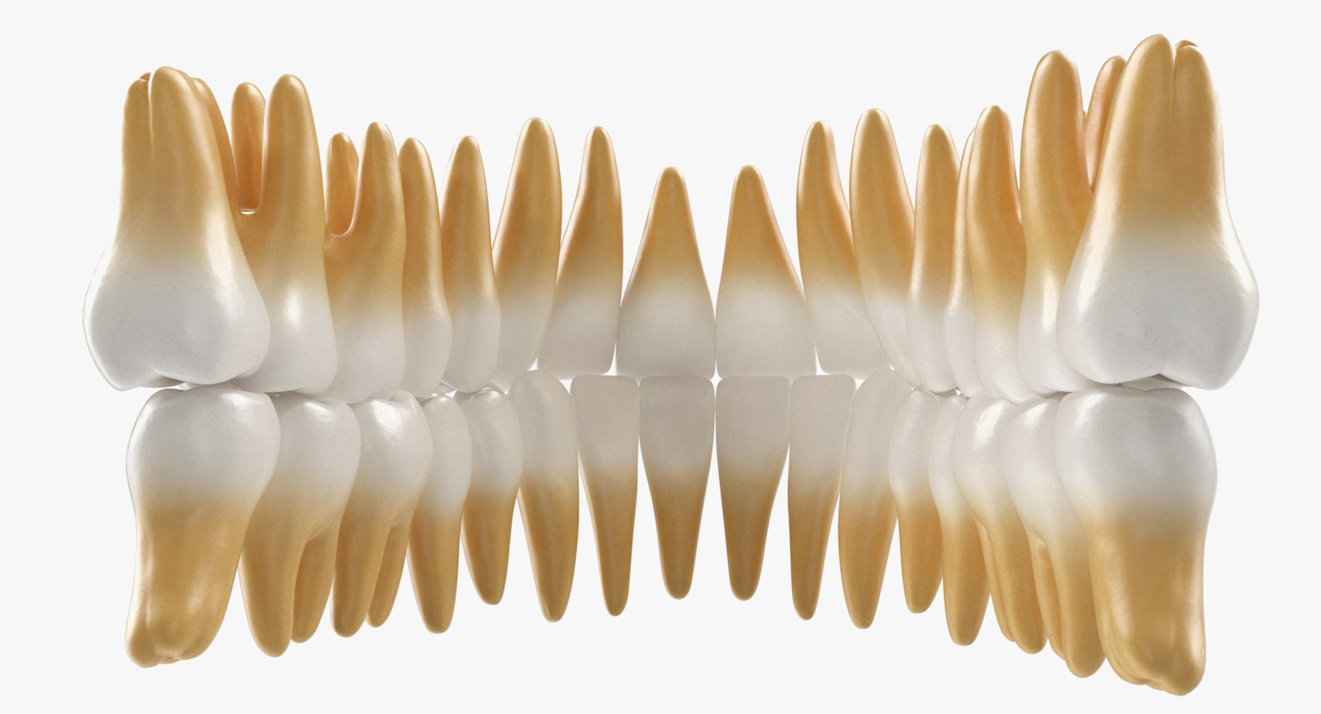 3D teeths medical modeled model https://p.turbosquid.com/ts-thumb/mt/5JAGry/BT8q0j4i/teethsmedicalmodelmb3dmodel004/jpg/1527001705/1920x1080/fit_q87/2bff426cb57f2a7a7bf627862aa52b3551e09328/teethsmedicalmodelmb3dmodel004.jpg