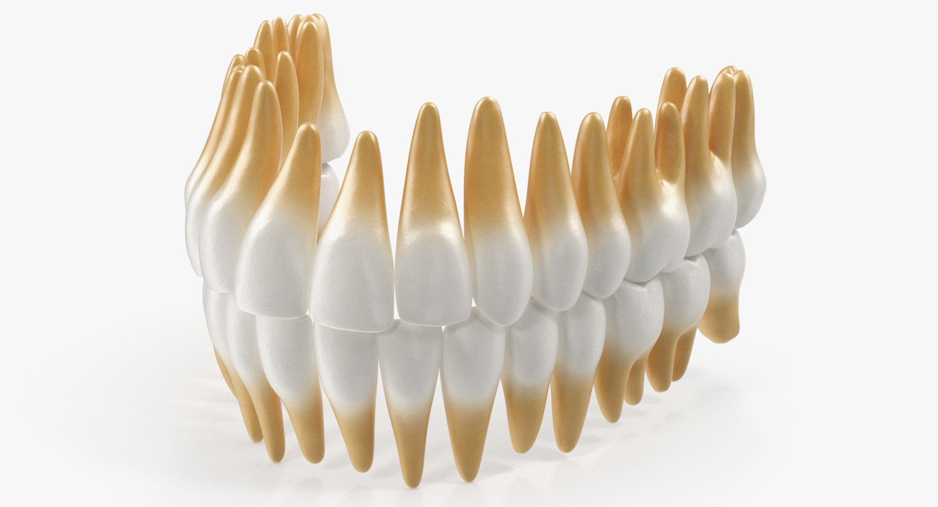 Teeths Medical 3D Model 3D model preview