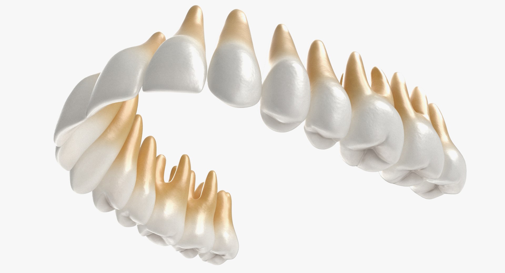 3D teeths medical modeled model https://p.turbosquid.com/ts-thumb/mt/5JAGry/G1VlKo9L/teethsmedicalmodelmb3dmodel008/jpg/1527001730/1920x1080/fit_q87/8fd79a542552d883967c15f9519b9d3d4e862b4f/teethsmedicalmodelmb3dmodel008.jpg