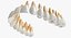 Teeths 의료 모델