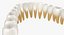 Teeths 의료 모델