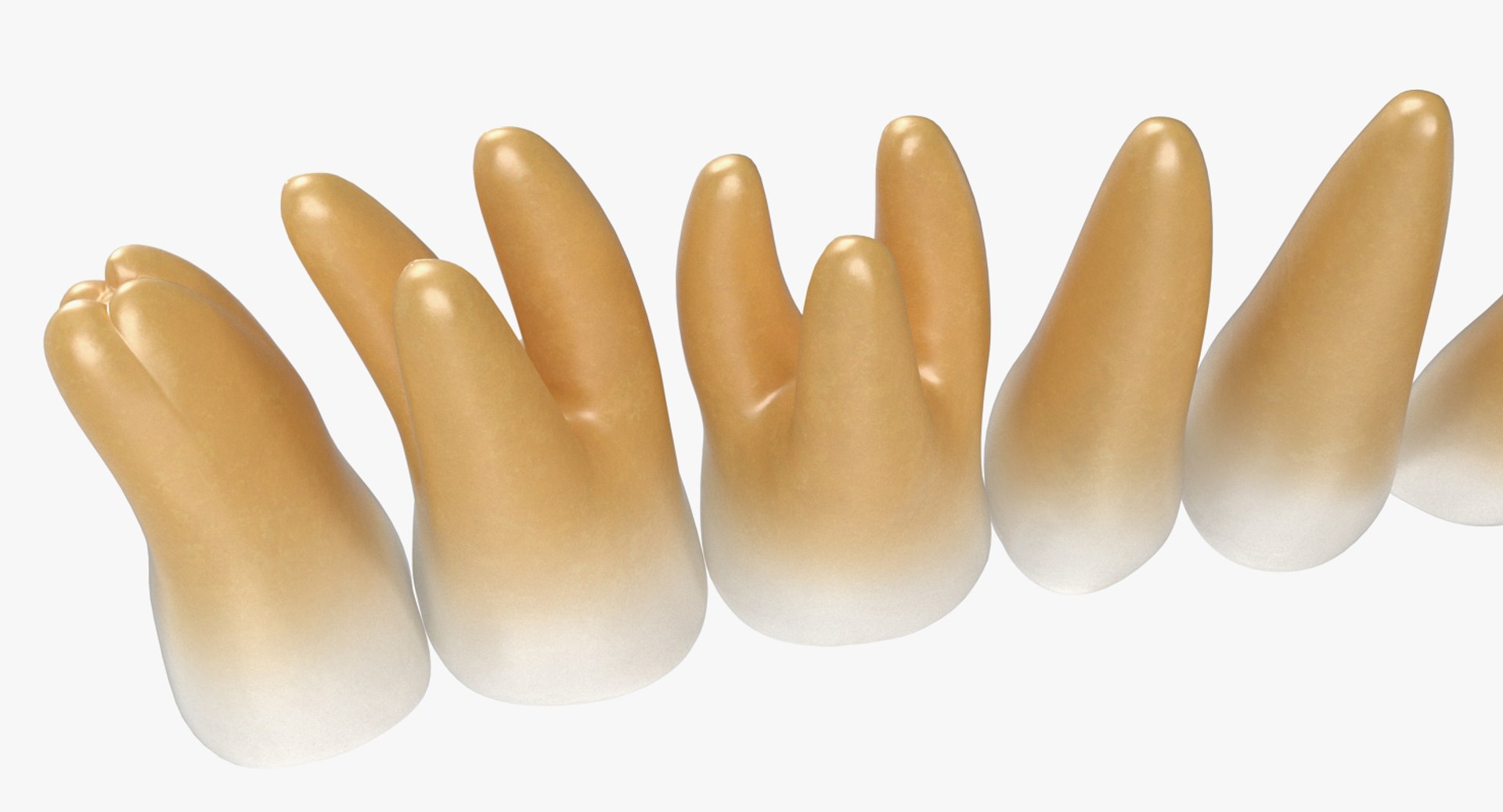 3D teeths medical modeled model https://p.turbosquid.com/ts-thumb/mt/5JAGry/TB6cSjxi/teethsmedicalmodelmb3dmodel009/jpg/1527001738/1920x1080/fit_q87/bfe3cb7b01b66c2229151f84ca48327ad7e8f2b5/teethsmedicalmodelmb3dmodel009.jpg