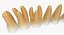 Teeths 의료 모델