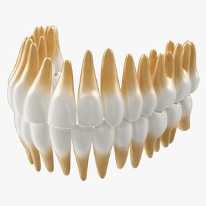 3D teeths medical modeled model