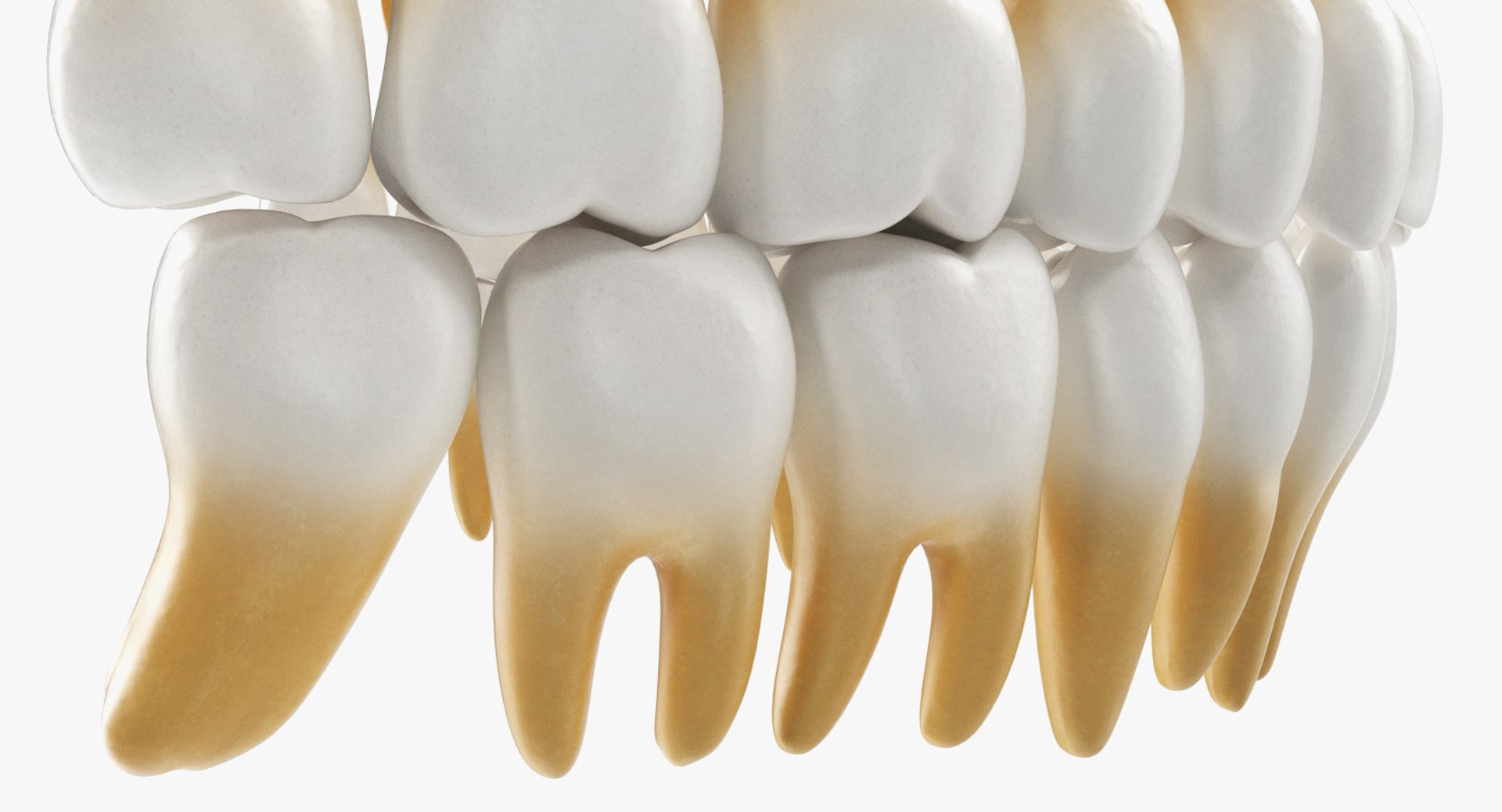3D teeths medical modeled model https://p.turbosquid.com/ts-thumb/mt/5JAGry/enKoigE3/teethsmedicalmodelmb3dmodel006/jpg/1527001714/1920x1080/fit_q87/8ec23830d59483f426092ab45c0bb53398f791ec/teethsmedicalmodelmb3dmodel006.jpg