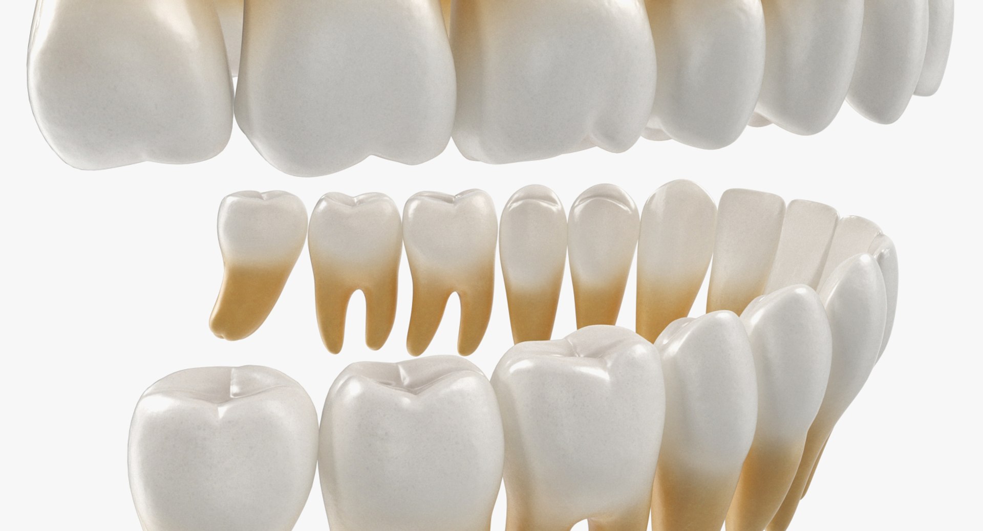 3D teeths medical modeled model https://p.turbosquid.com/ts-thumb/mt/5JAGry/tuSn1NjI/teethsmedicalmodelmb3dmodel003/jpg/1527001695/1920x1080/fit_q87/e13a9cd073674106c4600147ecc8a9e9a667bd9e/teethsmedicalmodelmb3dmodel003.jpg