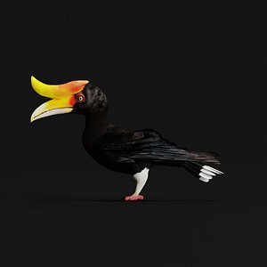 3D Rhinoceros Hornbill Bird