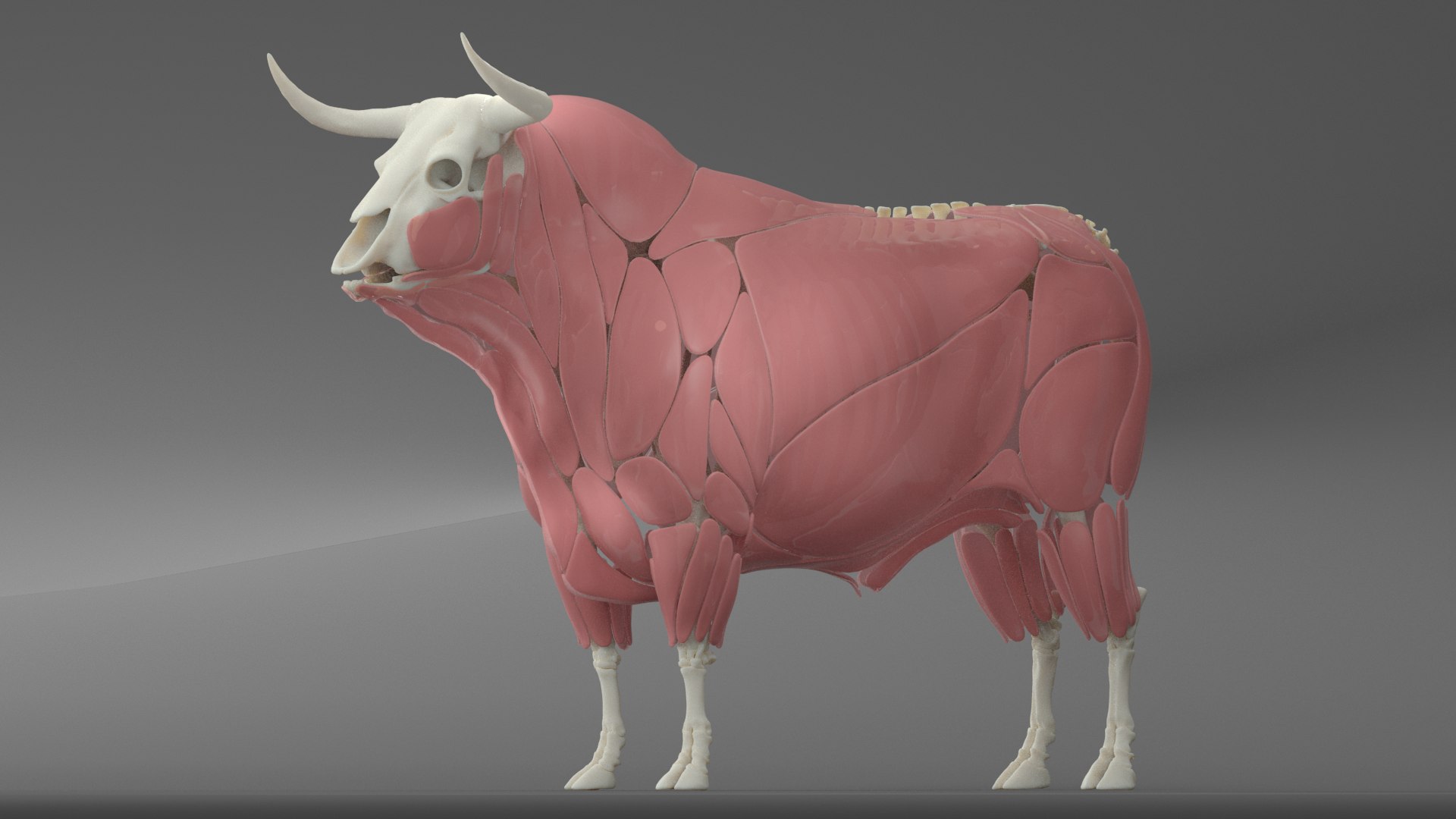 Bull ANIMATED model https://p.turbosquid.com/ts-thumb/mt/UsQiAo/sz/skeleton_muscles/png/1635514595/1920x1080/fit_q87/888a09244966a592309a391ee8decda0128b19e6/skeleton_muscles.jpg