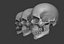 3D accurate human skull model