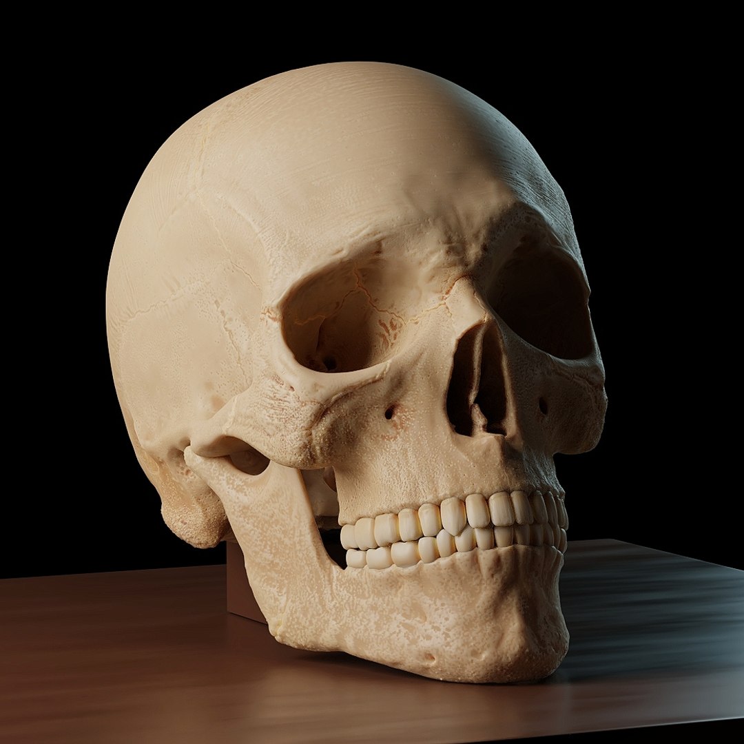 人間の頭蓋骨3Dモデル - TurboSquid 1176027