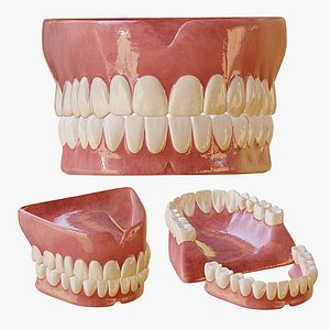 human teeth 3D model