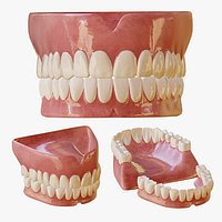 Human Teeth