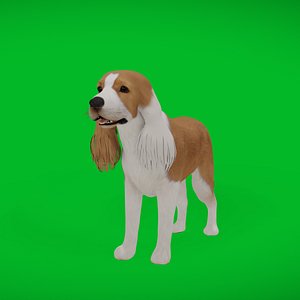 English Cocker Spaniel Dog