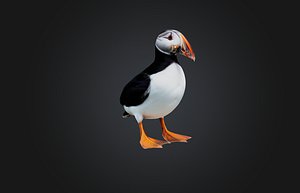 Puffin bird 3D model