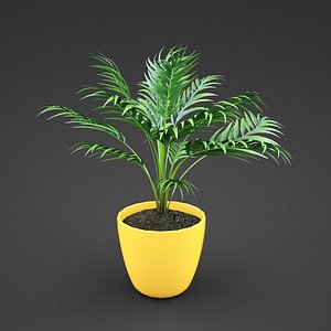 home plant Areca