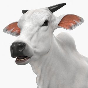 Ongole Cattle Male 3D model
