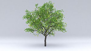 pear fruits hight 3D