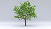 pear fruits hight poly