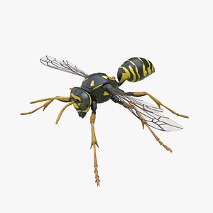 European Paper Wasp