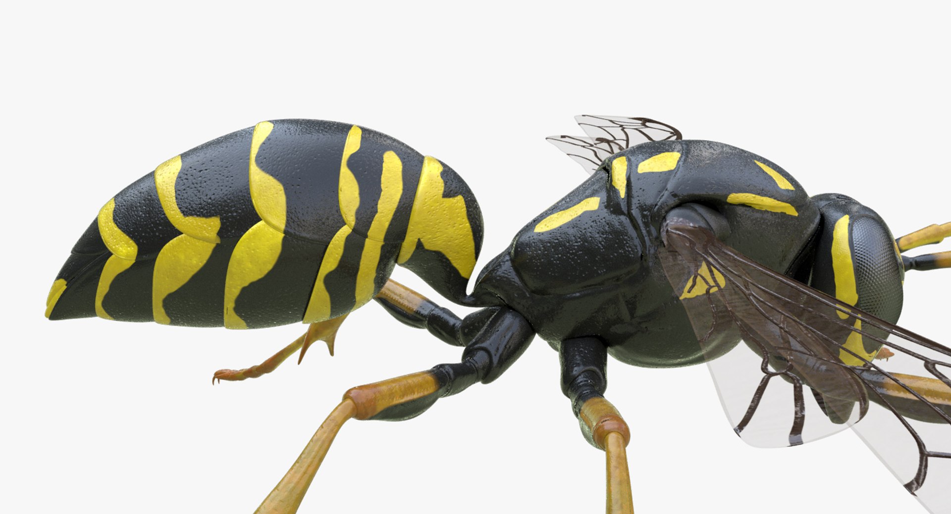 3D Model European Paper Wasp - TurboSquid 1272407
