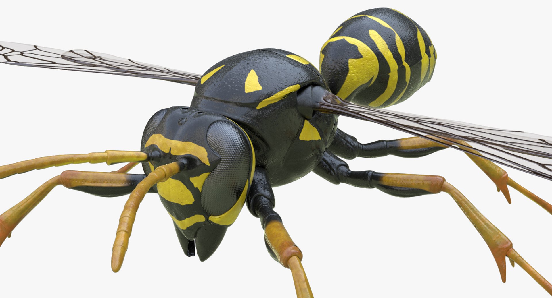 3D Model European Paper Wasp - TurboSquid 1272407