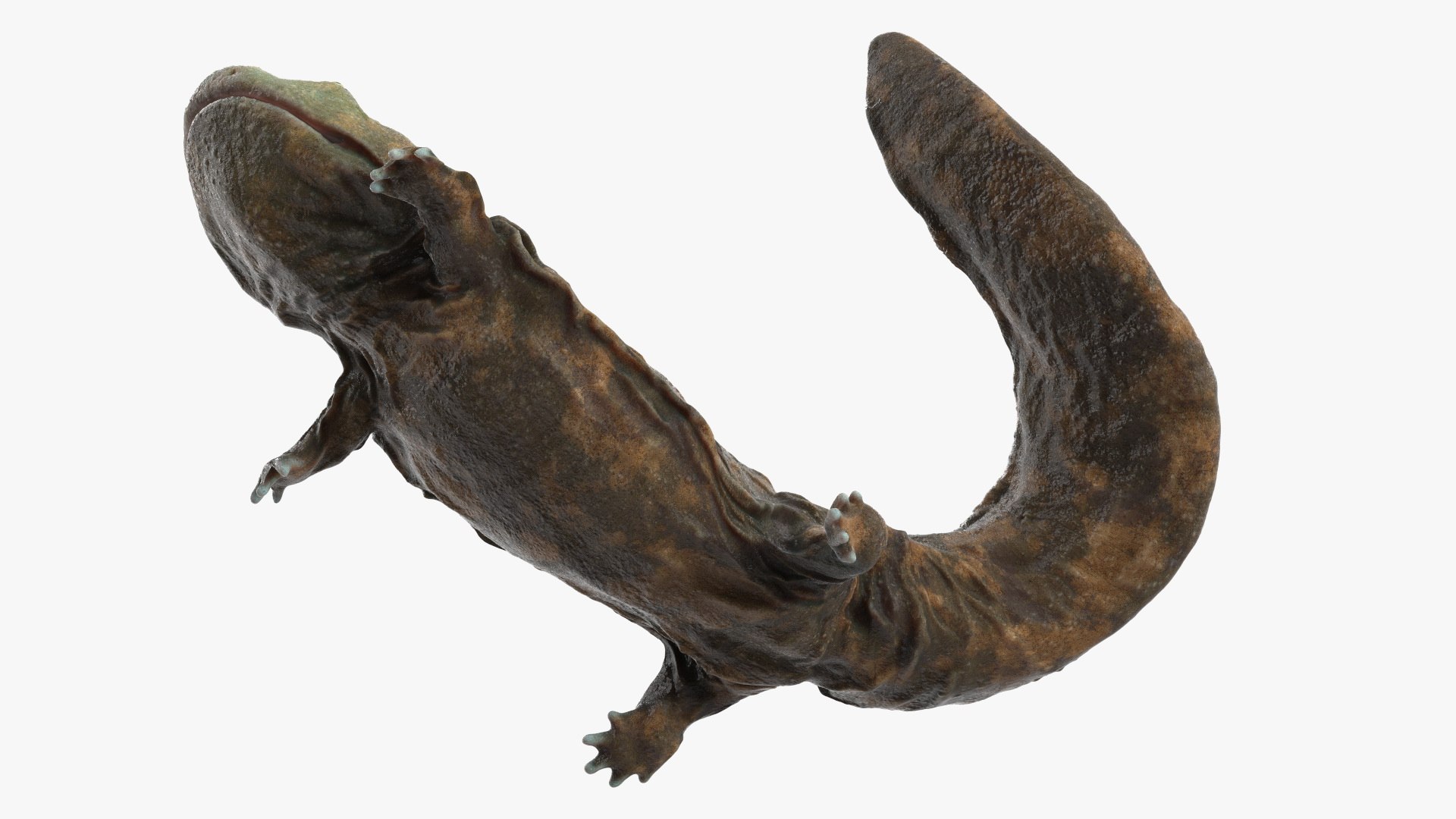 3D model Aquatic Giant Salamander Light Wet Swimming https://p.turbosquid.com/ts-thumb/mu/FeOjMP/7L/aquaticgiantsalamanderlightwetswimming3dmodel009/jpg/1716326626/1920x1080/fit_q87/c1fdb9569004b9fa2807077f101c4d344550c881/aquaticgiantsalamanderlightwetswimming3dmodel009.jpg