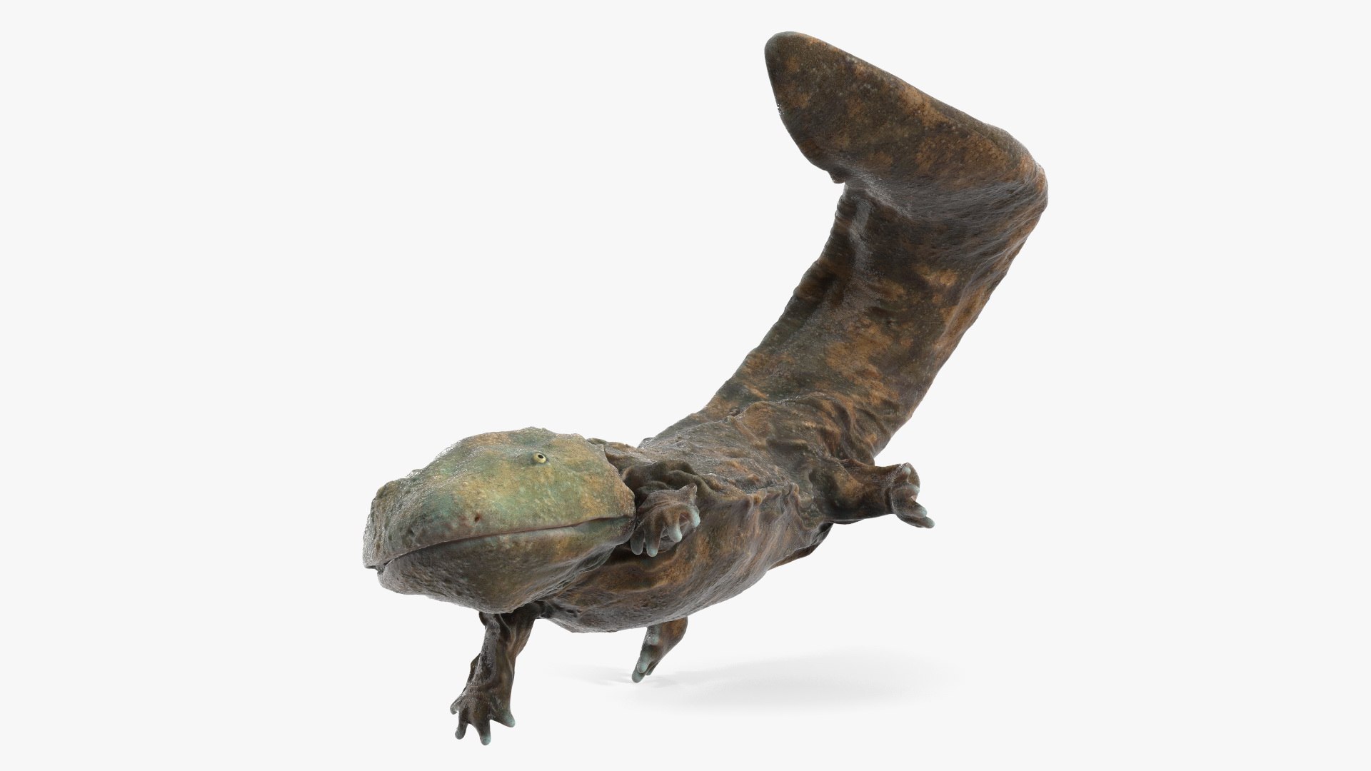 Aquatic Giant Salamander Light Wet Swimming 3D model preview
