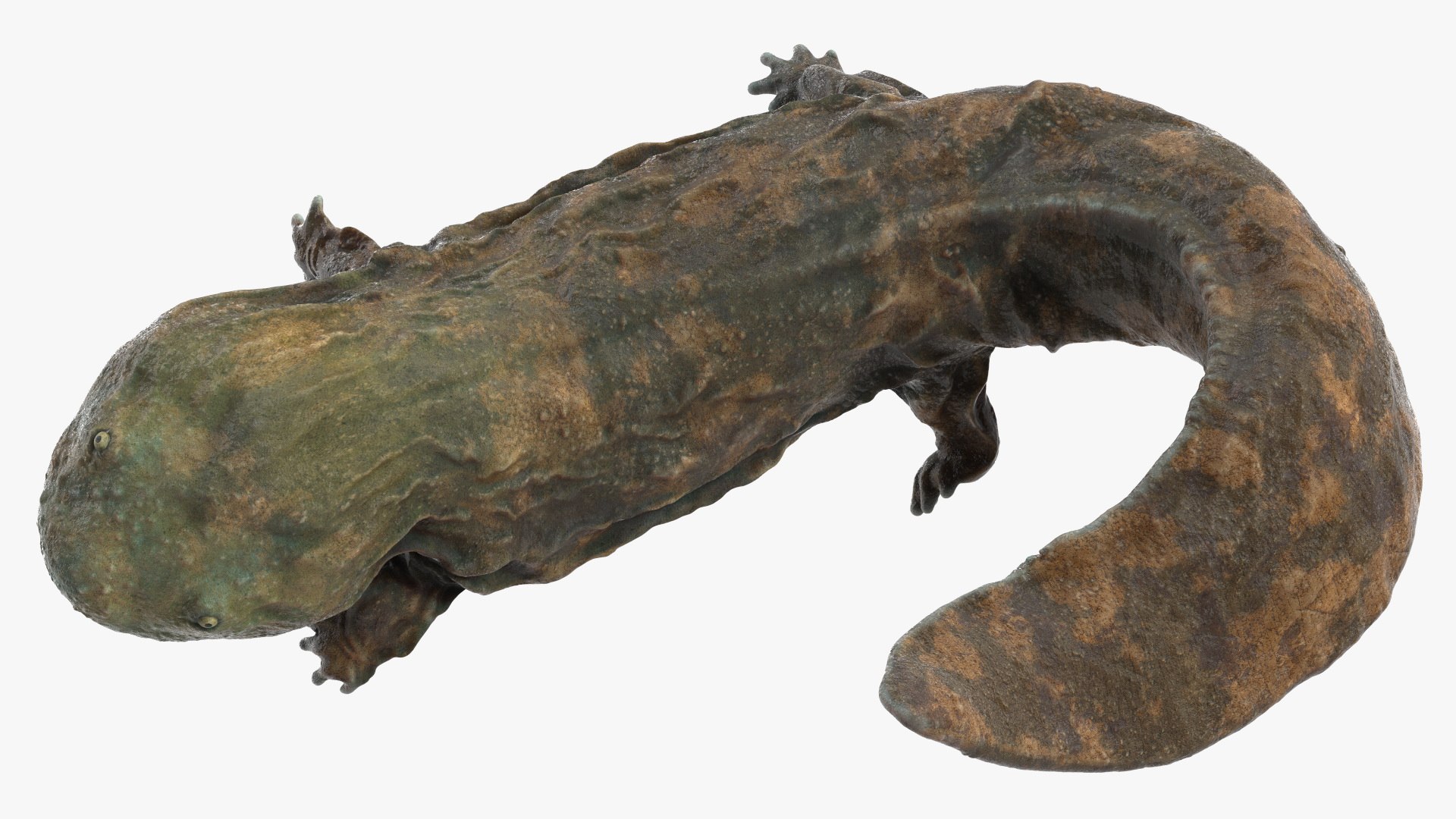 3D model Aquatic Giant Salamander Light Wet Swimming https://p.turbosquid.com/ts-thumb/mu/FeOjMP/Lz/aquaticgiantsalamanderlightwetswimming3dmodel008/jpg/1716326624/1920x1080/fit_q87/a1b211246fbcf76f93ac1b99010c6f8c5c49efa5/aquaticgiantsalamanderlightwetswimming3dmodel008.jpg