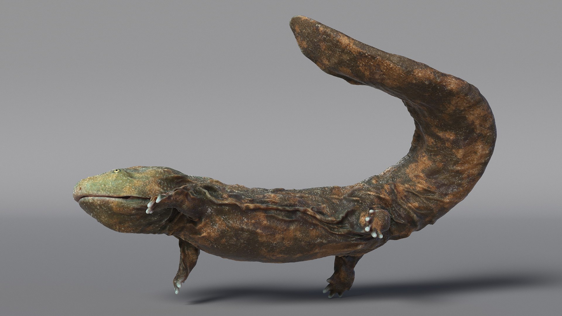 3D model Aquatic Giant Salamander Light Wet Swimming https://p.turbosquid.com/ts-thumb/mu/FeOjMP/Yz/aquaticgiantsalamanderlightwetswimming3dmodel005/jpg/1716326613/1920x1080/fit_q87/a896ef35681743068292015a3b22363c661e5082/aquaticgiantsalamanderlightwetswimming3dmodel005.jpg