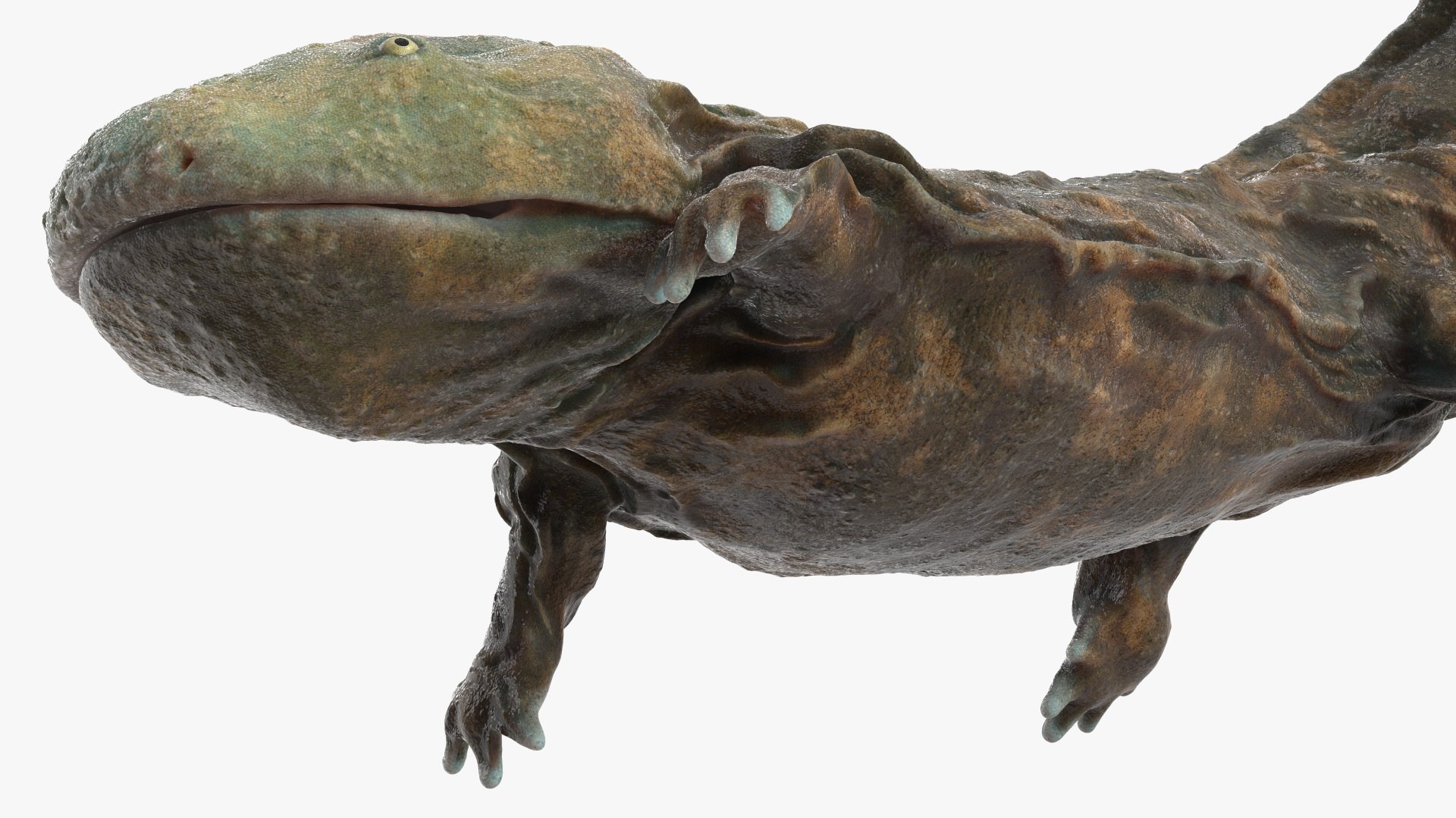 3D model Aquatic Giant Salamander Light Wet Swimming https://p.turbosquid.com/ts-thumb/mu/FeOjMP/aQ/aquaticgiantsalamanderlightwetswimming3dmodel011/jpg/1716326633/1920x1080/fit_q87/f1ca6553f8977168fc0f9de3c67e2da117588a18/aquaticgiantsalamanderlightwetswimming3dmodel011.jpg