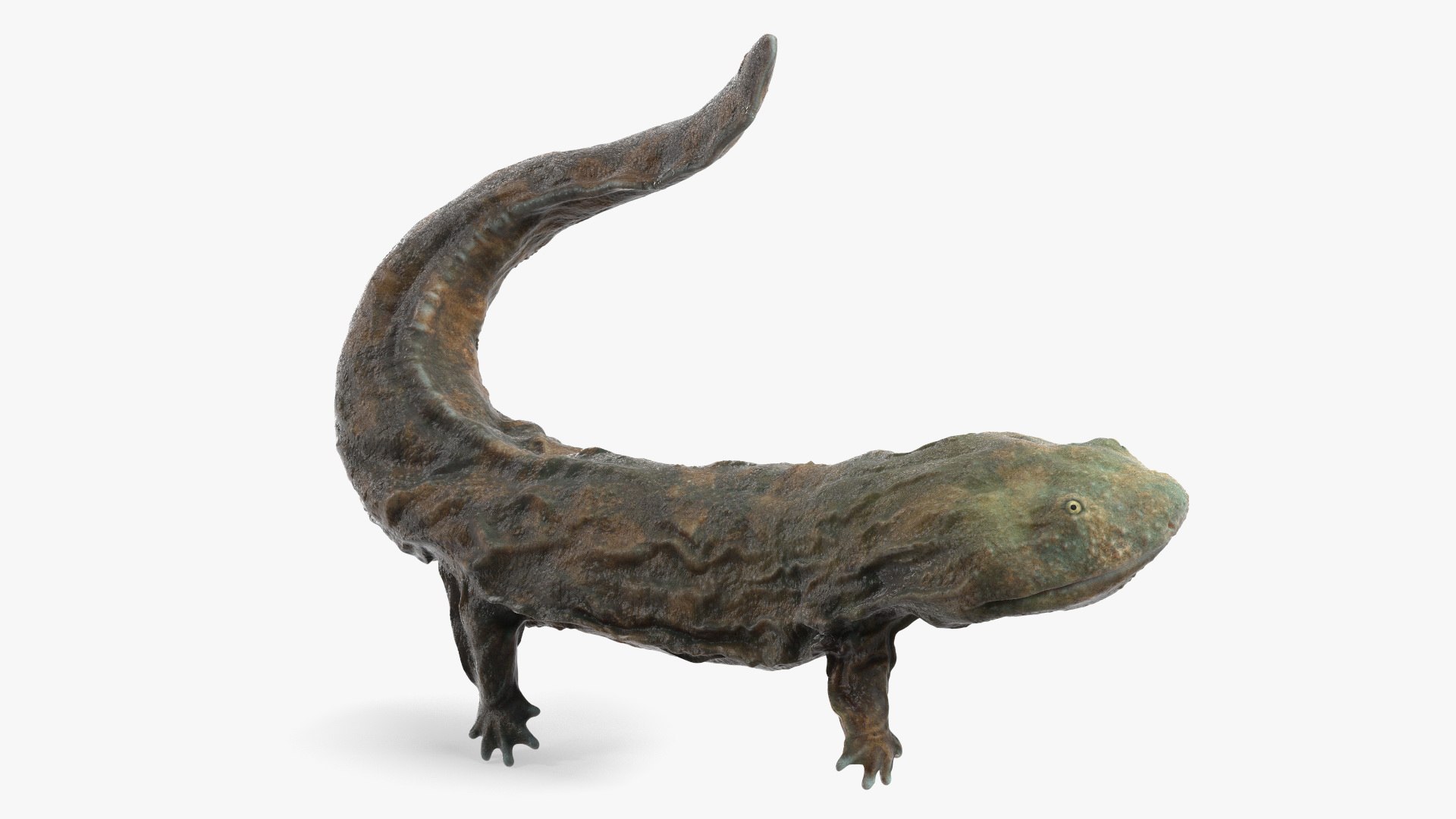 3D model Aquatic Giant Salamander Light Wet Swimming https://p.turbosquid.com/ts-thumb/mu/FeOjMP/c2/aquaticgiantsalamanderlightwetswimming3dmodel010/jpg/1716326629/1920x1080/fit_q87/0be2c9023ca6086197cfde0aee6301e187764c88/aquaticgiantsalamanderlightwetswimming3dmodel010.jpg