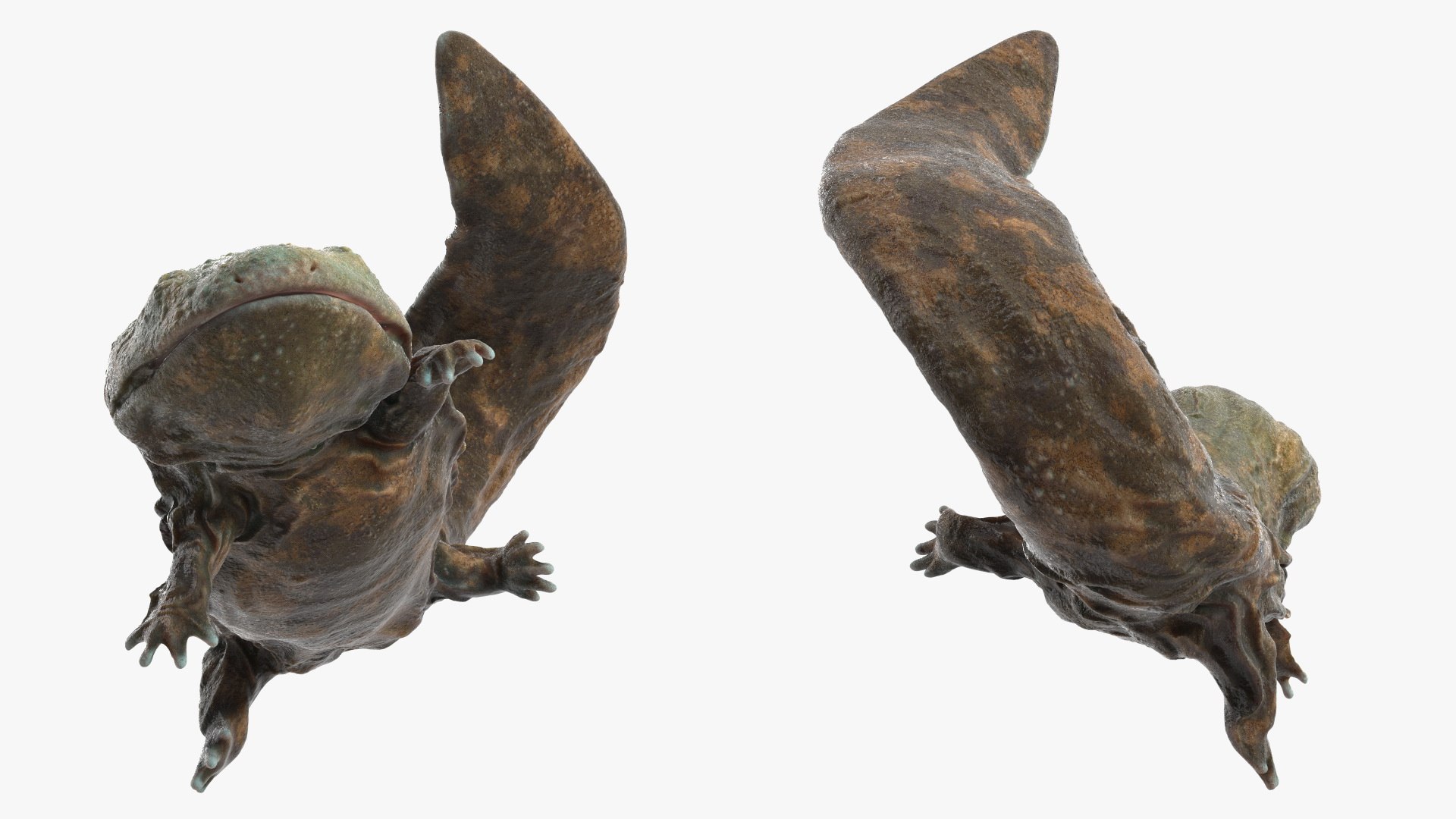 3D model Aquatic Giant Salamander Light Wet Swimming https://p.turbosquid.com/ts-thumb/mu/FeOjMP/zv/aquaticgiantsalamanderlightwetswimming3dmodel007/jpg/1716326619/1920x1080/fit_q87/795b9e5eccf2d3724ba1c455ee80b1bf626931d5/aquaticgiantsalamanderlightwetswimming3dmodel007.jpg