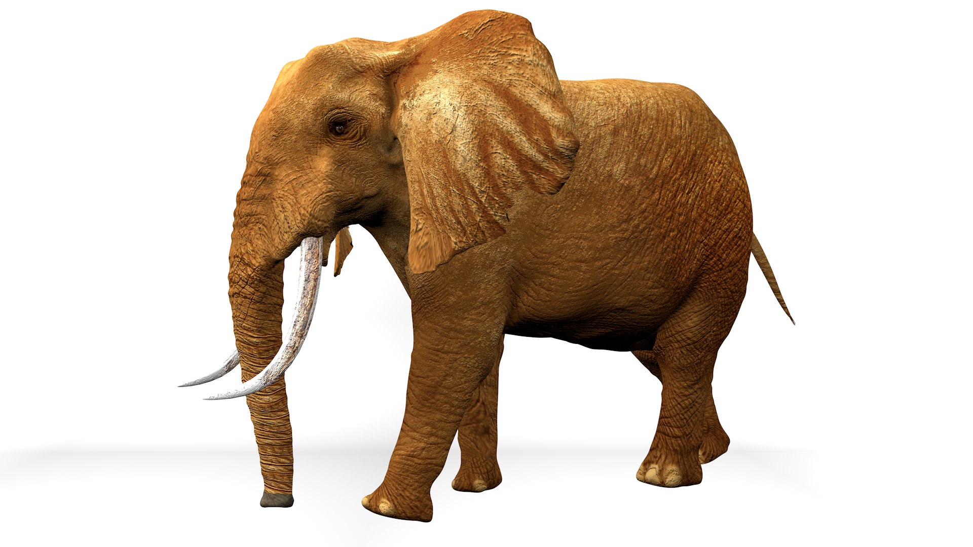 3D African Elephant RIGGED L2375 https://p.turbosquid.com/ts-thumb/mu/K6zE19/0y/10_0000/png/1745005694/1920x1080/fit_q87/f29ba853c6420786aca95b2880336d469217a24b/10_0000.jpg